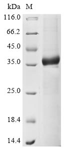 Recombinant Human A disintegrin and metalloproteinase with thrombospondin motifs 4 (ADAMTS4), partial