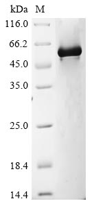 Recombinant Human Glypican-1 (GPC1), partial
