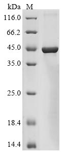 Recombinant Human Promotilin (MLN)