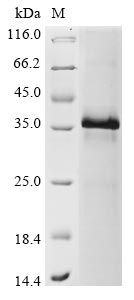 Recombinant Human Serine protease inhibitor Kazal-type 1 (SPINK1), partial