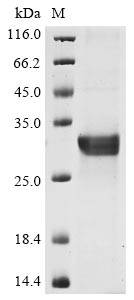 Recombinant Human NACHT, LRR and PYD domains-containing protein 3 (NLRP3), partial