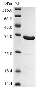 Recombinant Human Gelsolin (GSN), partial