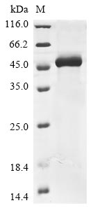 Recombinant Human Antithrombin-III (SERPINC1), partial