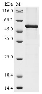 Recombinant Human Aminopeptidase N (ANPEP), partial