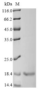 Recombinant Lactobacillus plantarum Bacteriocin plantaricin-A (plnA)