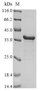 Recombinant Bacillus thuringiensis subsp. kurstaki N-acyl homoserine lactonase AiiA (aiiA)