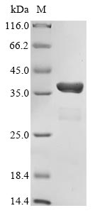 Recombinant Human CREB-binding protein (CREBBP), partial