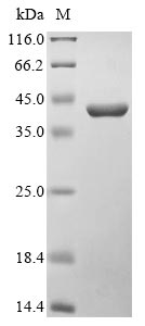 Recombinant Burkholderia pseudomallei Translocator protein BipD (bipD)
