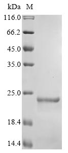 Recombinant Phleum pratense Profilin-2 (PRO2)