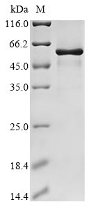 Recombinant Mouse Testican-2 (Spock2)