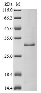 Recombinant Escherichia coli Microcin J25-processing protein mcjB (mcjB)