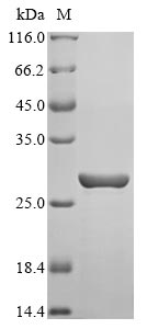 Recombinant Lens culinaris Lectin, partial
