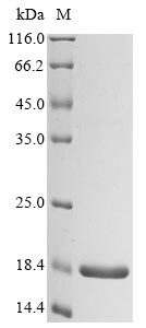 Recombinant ESX-1 secretion-associated protein EspK (espK), partial