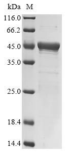 Recombinant Listeria monocytogenes serovar 1/2a Internalin-A (inlA), partial