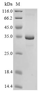 Recombinant Mouse Granzyme K (Gzmk)