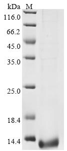 Recombinant Avian infectious bronchitis virus Non-structural protein 5b (5b)