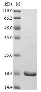 Recombinant Human Hemicentin-1 (HMCN1), partial