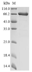 Recombinant Escherichia coli Fe/S biogenesis protein NfuA (nfuA), Biotinylated