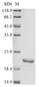 Recombinant Rat D-dopachrome decarboxylase (Ddt)
