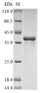 Recombinant Bovine Nucleotide-binding oligomerization domain-containing protein 2 (NOD2), partial