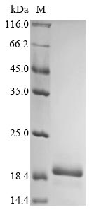 Recombinant Nitrosomonas europaea Cytochrome P460 (cyp) (R70M)