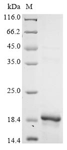 Recombinant Dog Glycoprotein hormones alpha chain (CGA)