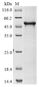 Recombinant Human Atrial natriuretic peptide receptor 1 (NPR1), partial