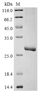 Recombinant Human Gamma-aminobutyric acid receptor subunit pi (GABRP), partial