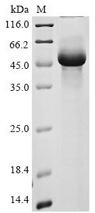 Recombinant Human Transmembrane protease serine 11A (TMPRSS11A), partial