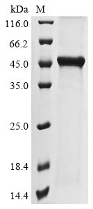 Recombinant Betapolyomavirus securanorvegicus Major capsid protein VP1