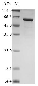 Recombinant Human Gastric inhibitory polypeptide receptor (GIPR), partial, Biotinylated
