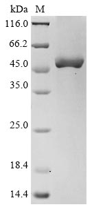 Recombinant Human Oxysterols receptor LXR-alpha (NR1H3)