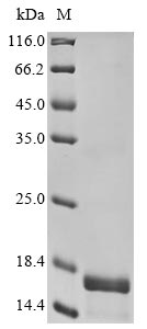 Recombinant Human D (1A) dopamine receptor (DRD1), partial
