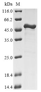 Recombinant Mycoplasma pneumoniae Uncharacterized protein MG218.1 homolog