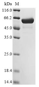 Recombinant Bacillus subtilis L-arabinose isomerase (araA)