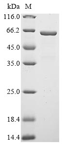 Recombinant Rat Secretogranin-3 (Scg3)