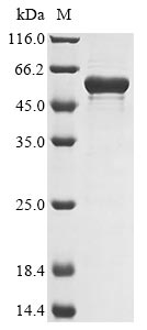 Recombinant Bacillus subtilis Endoglucanase (eglS)