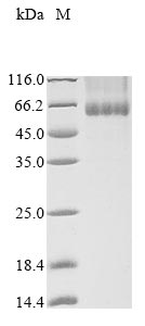 Recombinant Pongo abelii NADPH oxidase 4 (NOX4)