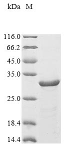 Recombinant Pig Interleukin-23 subunit alpha (IL23A)