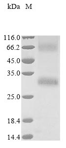 Recombinant Human Olfactory receptor 5AL1 (OR5AL1)
