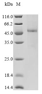 Recombinant Human Interleukin-13 receptor subunit alpha-1 (IL13RA1)
