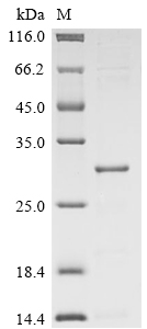 Recombinant Escherichia coli Colicin-E5 (col), partial