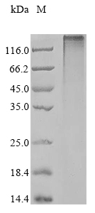 Recombinant Human Immunoglobulin superfamily member 1 (IGSF1)