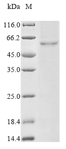 Recombinant Escherichia coli Phosphoethanolamine transferase eptA (eptA)