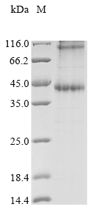 Recombinant Oryza sativa Amino acid permease (AAP6)