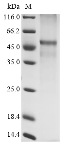 Recombinant Human Glucagon receptor (GCGR)