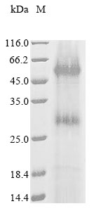 Recombinant Escherichia coli Lactose permease (lacY), partial