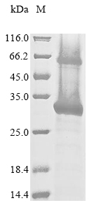 Recombinant Human Cation-dependent mannose-6-phosphate receptor (M6PR)