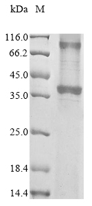 Recombinant Mouse C-X-C chemokine receptor type 2 (Cxcr2)