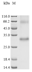 Recombinant Human Olfactory receptor 13A1 (OR13A1)